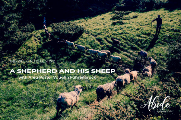 A Shepherd And His Sheep Image
